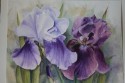 Blue Irises (click to enlarge)