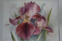 Bronze Irises (click to enlarge)